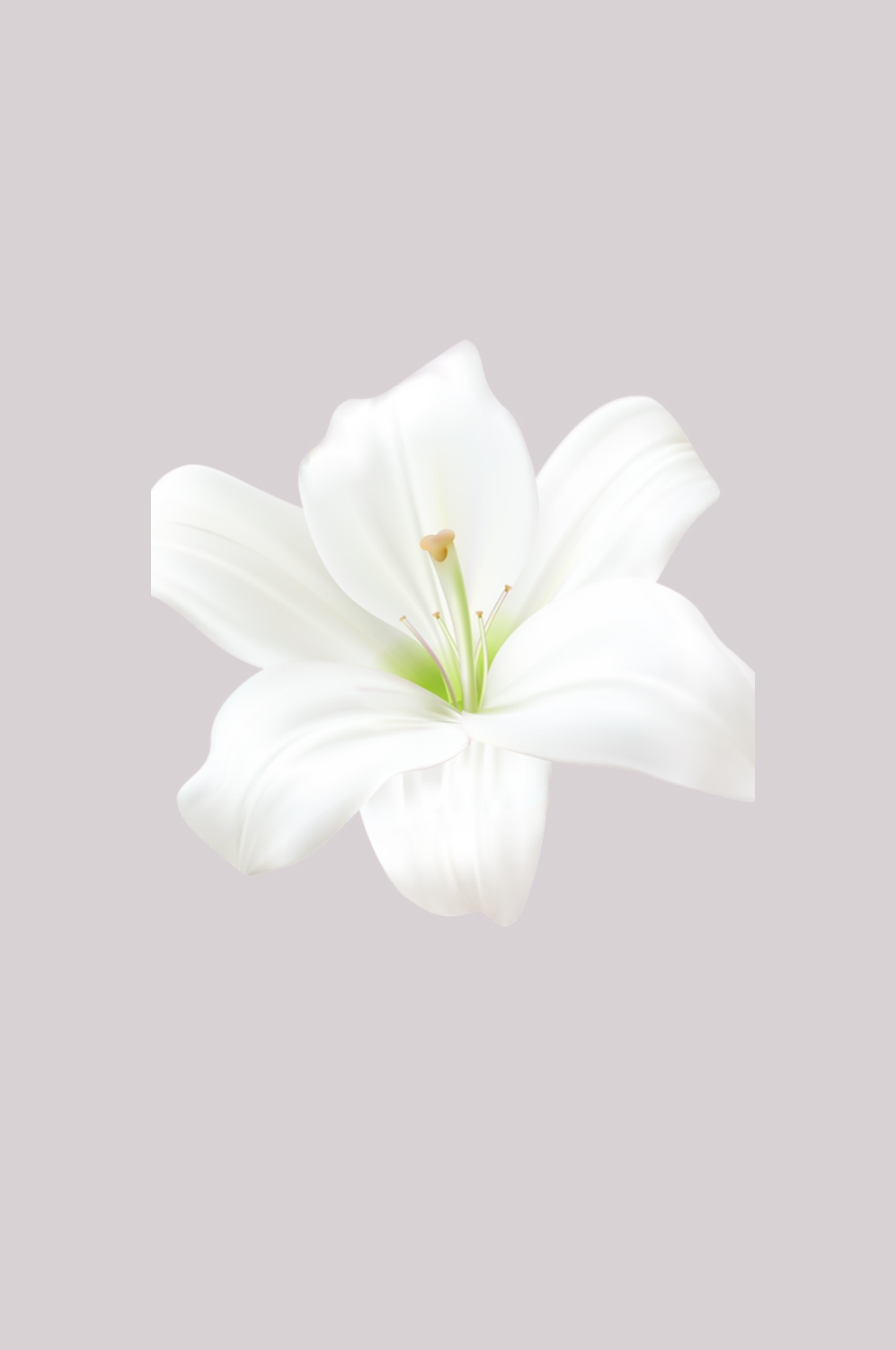 百合花免抠素材40