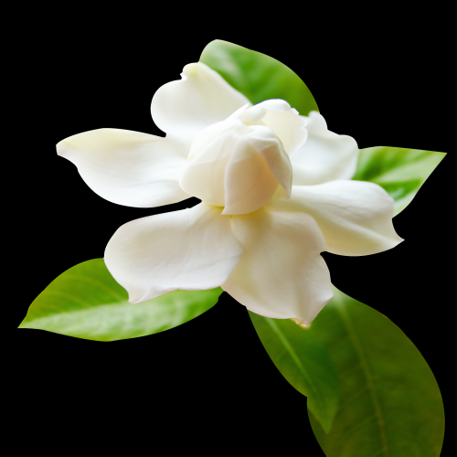 清新淡雅栀子花朵图片素材免抠元素10