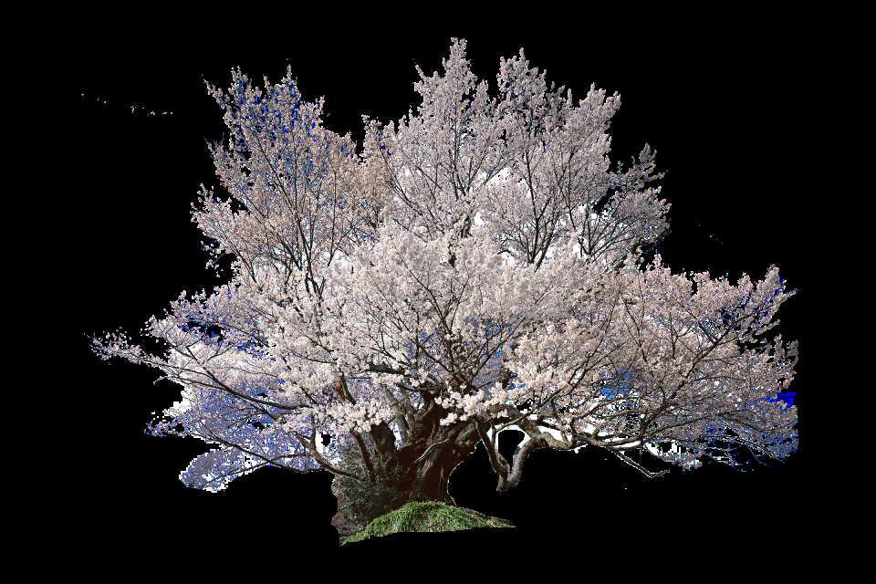 唯美樱花花树花枝樱花飘落图片装饰插图免抠41