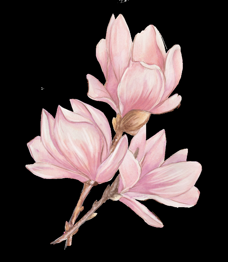 手绘淡雅玉兰花枝花朵装饰元素插图免抠素材19