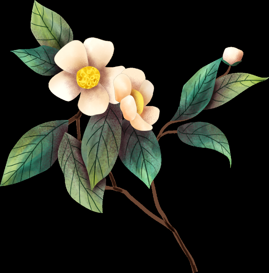 山茶花图片装饰图案插画素材39