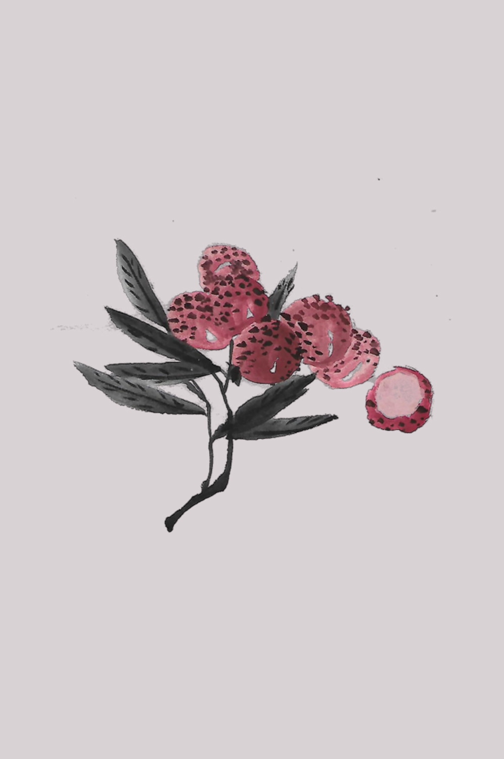 手绘荔枝图片素材装饰元素插画 png透明背景 (22)