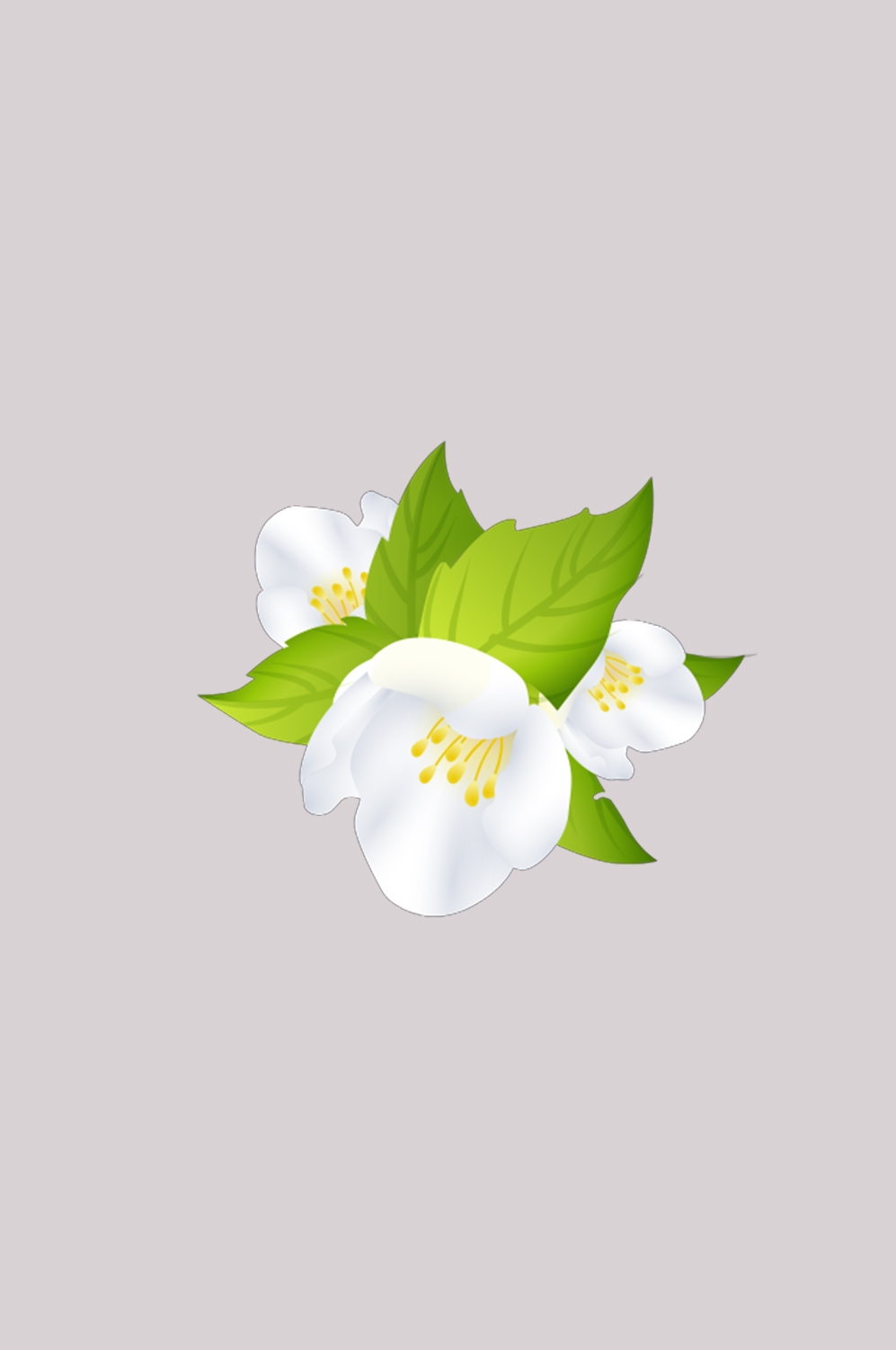清新淡雅栀子花朵图片素材免抠元素4