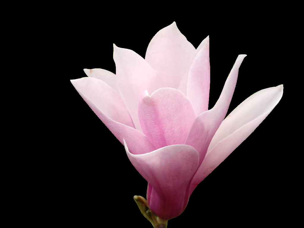 手绘淡雅玉兰花枝花朵装饰元素插图免抠素材40