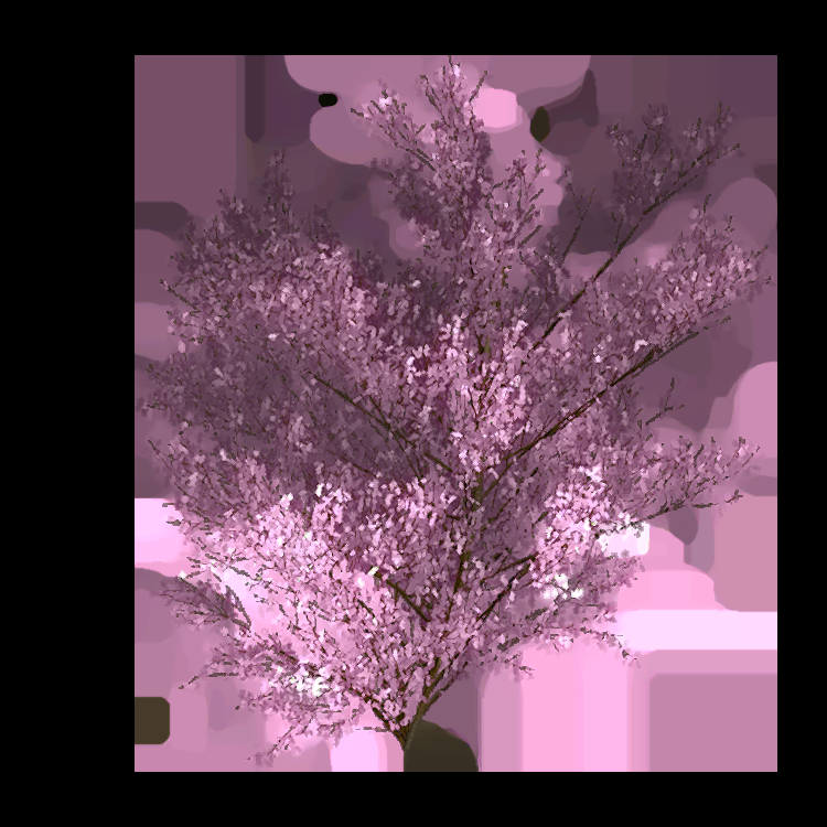 唯美樱花花树花枝樱花飘落图片装饰插图免抠55