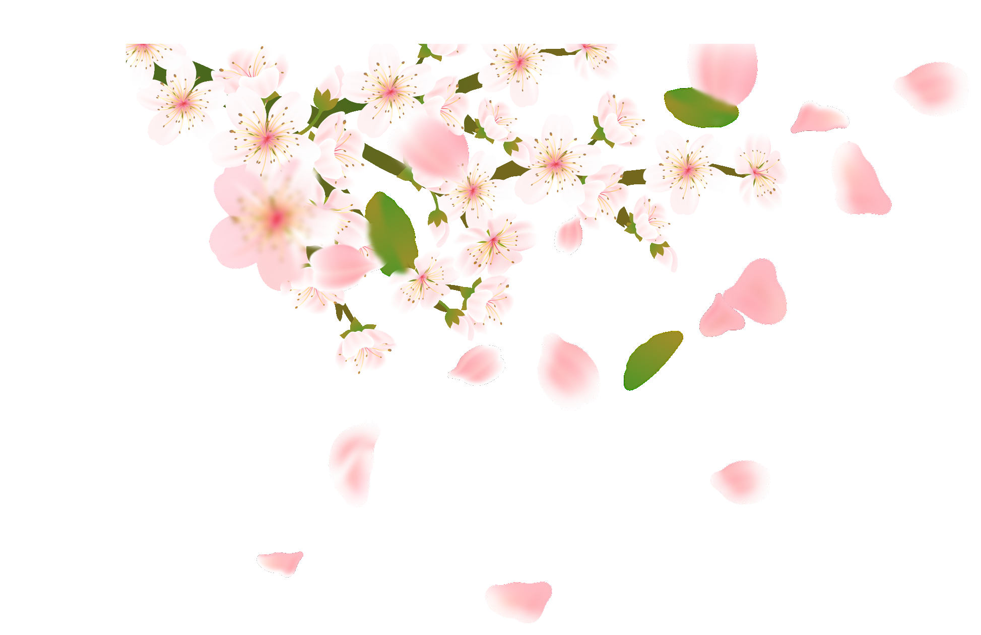 唯美樱花花树花枝樱花飘落图片装饰插图免抠34