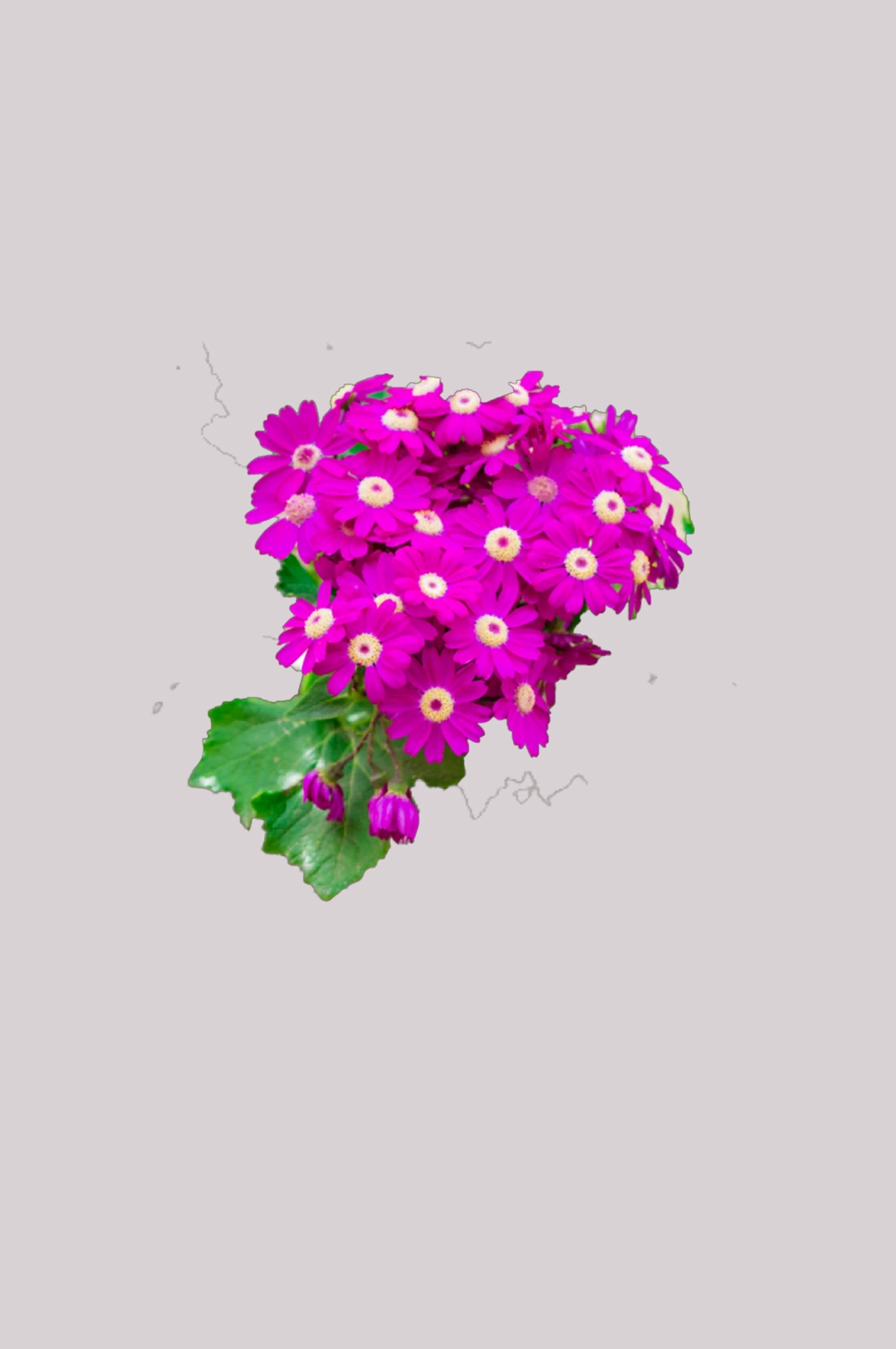 菊花雏菊装饰免抠元素素材50