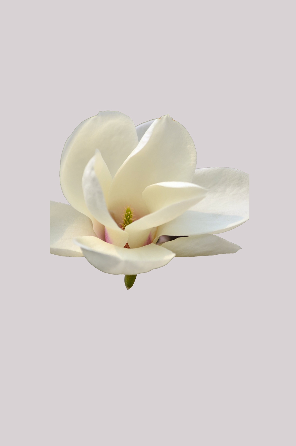 手绘淡雅玉兰花枝花朵装饰元素插图免抠素材20
