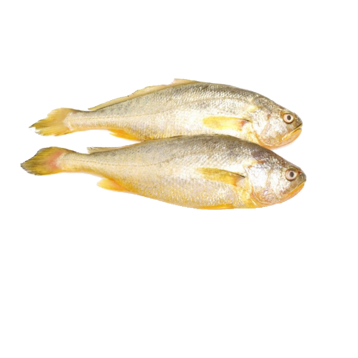 海鲜食材带鱼黄鱼素材图片元素插图免抠41