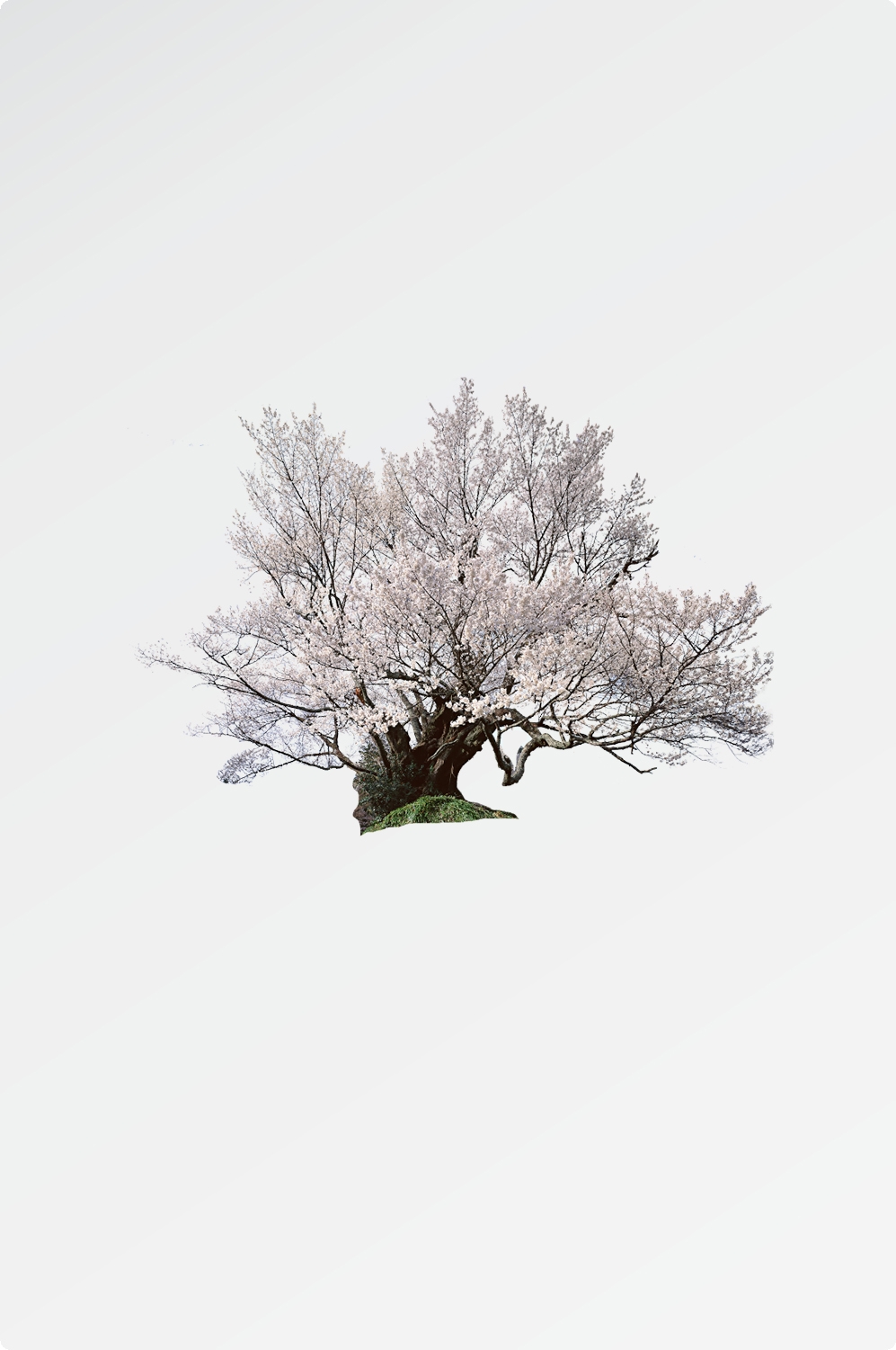 唯美樱花花树花枝樱花飘落图片装饰插图免抠41