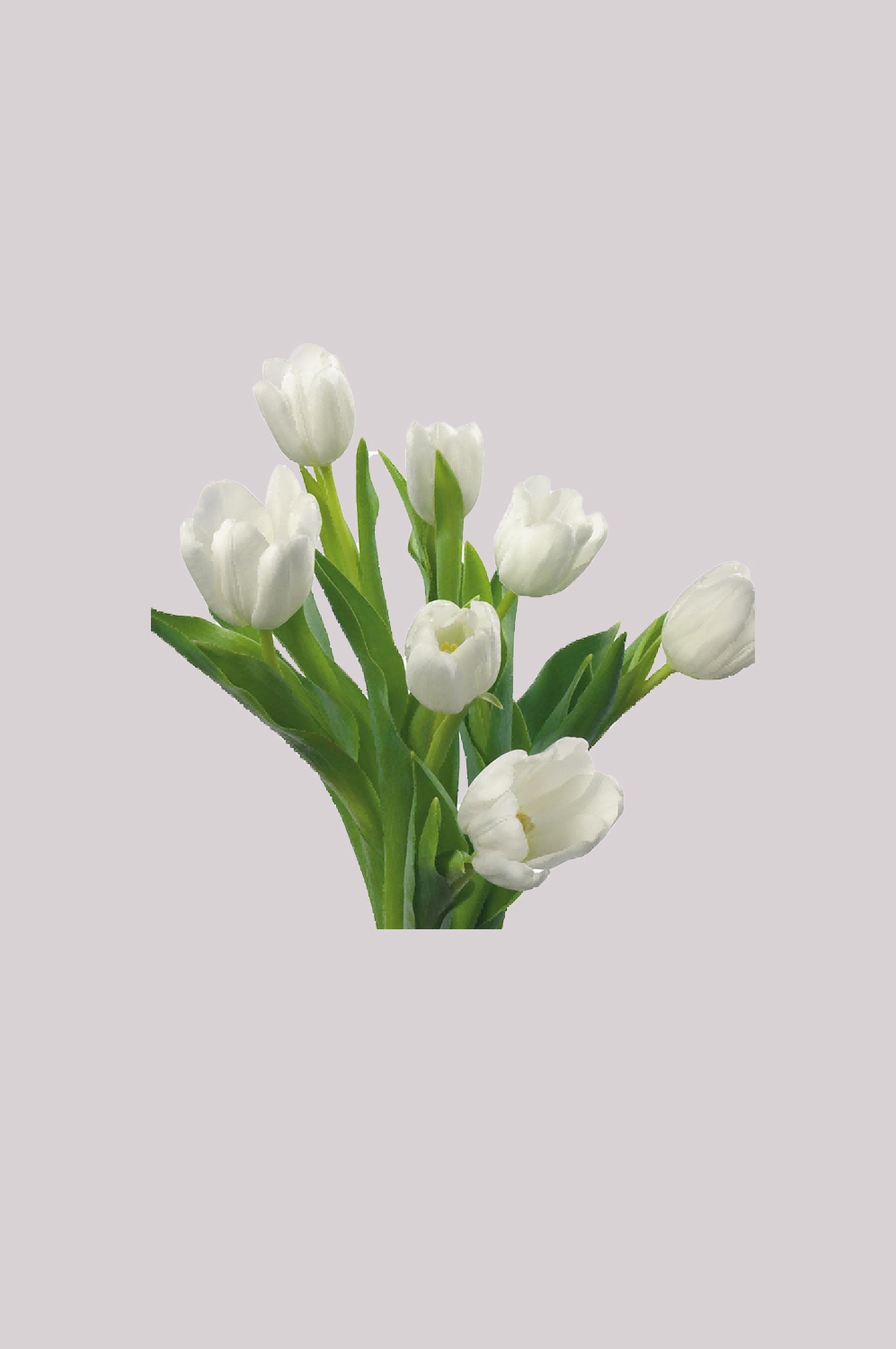 山茶花图片装饰图案插画素材4