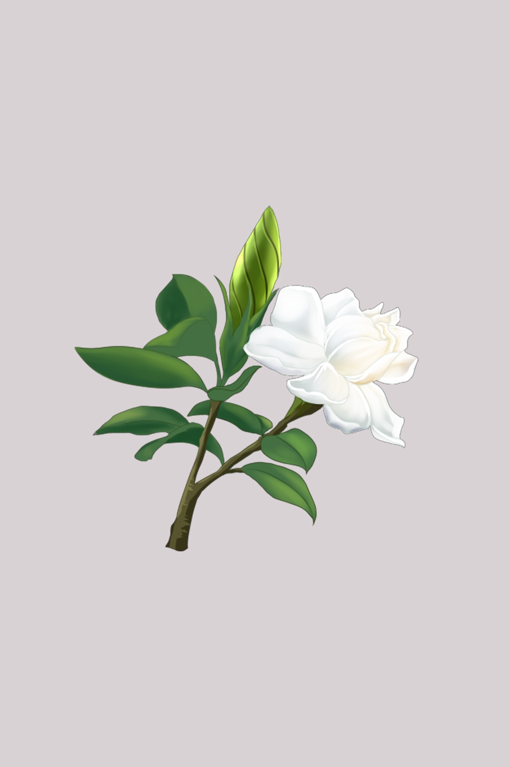 清新淡雅栀子花朵图片素材免抠元素14