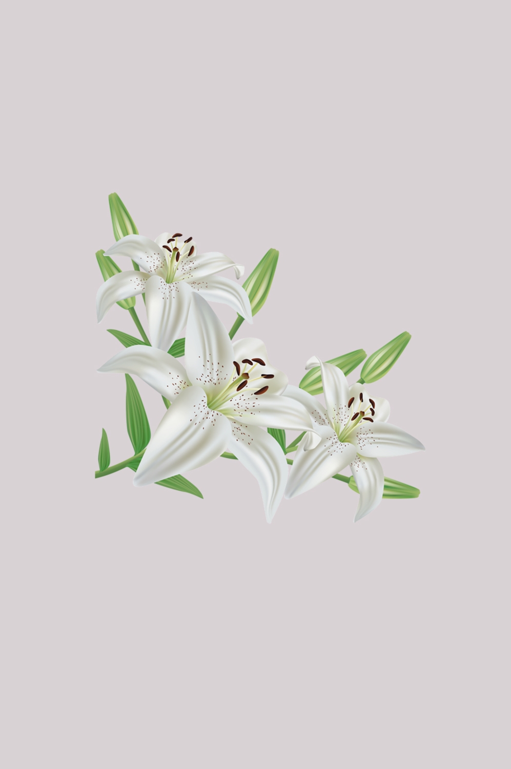 百合花免抠素材43