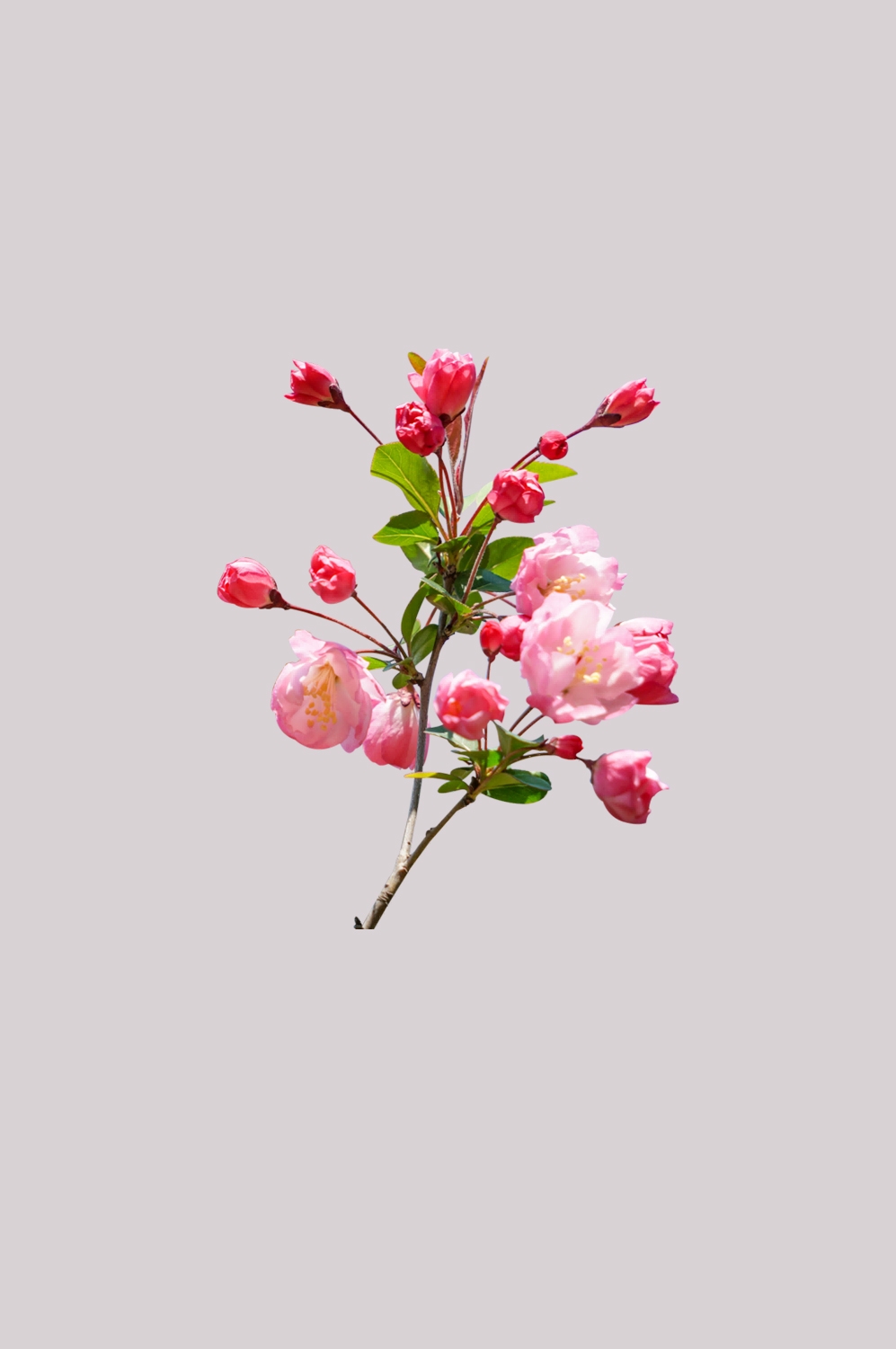 海棠花免抠元素装饰图案插画6