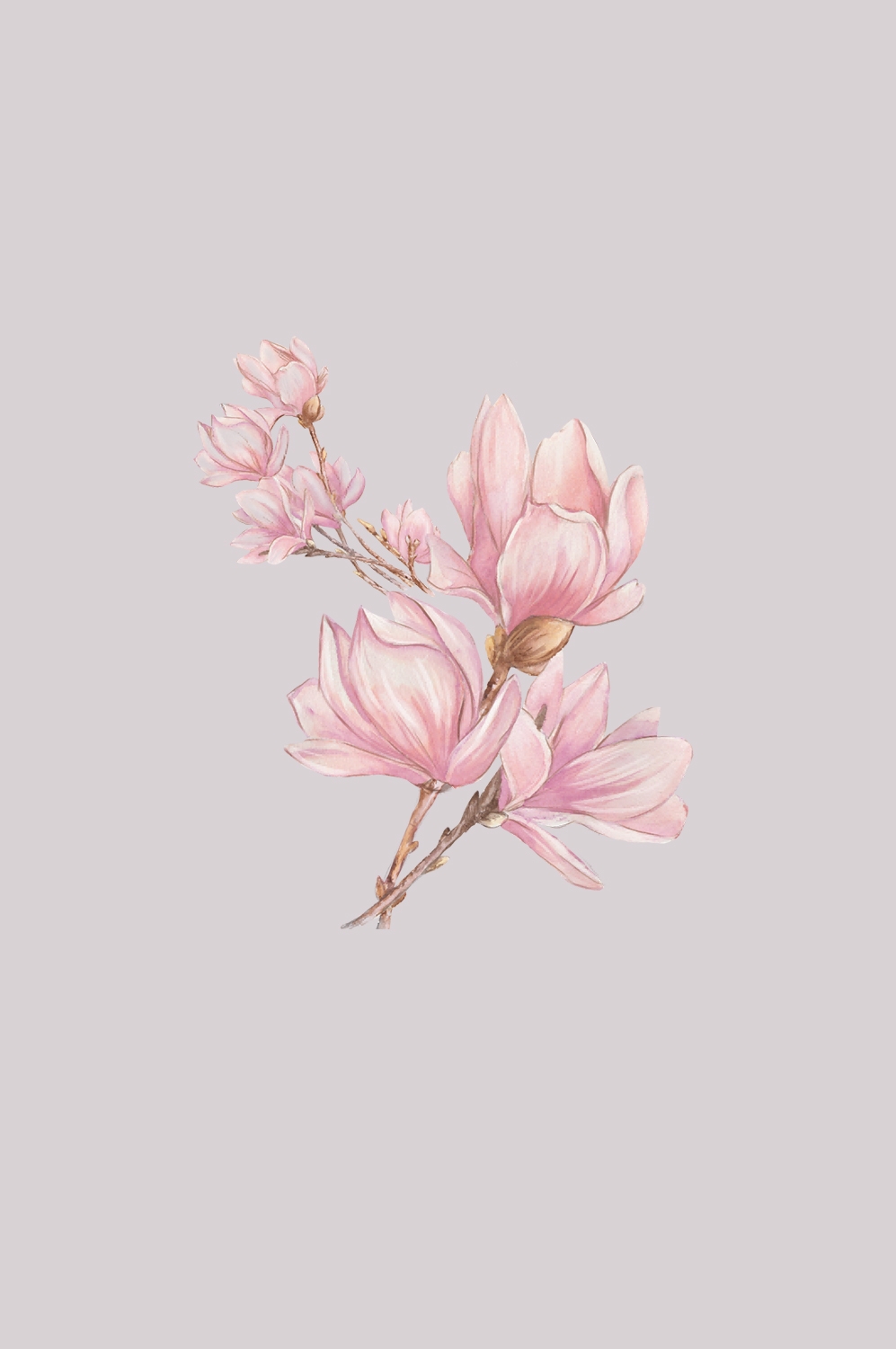 手绘淡雅玉兰花枝花朵装饰元素插图免抠素材3