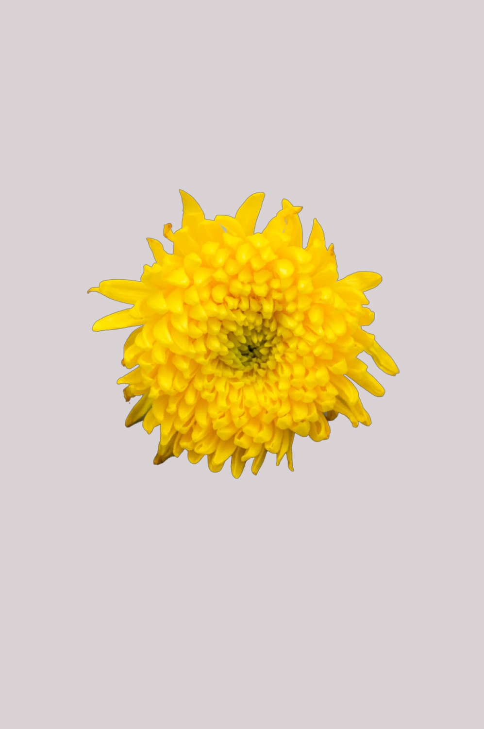 菊花雏菊装饰免抠元素素材37