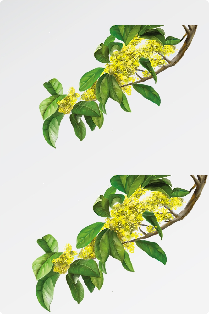 卡通手绘桂花花枝图案素材元素61