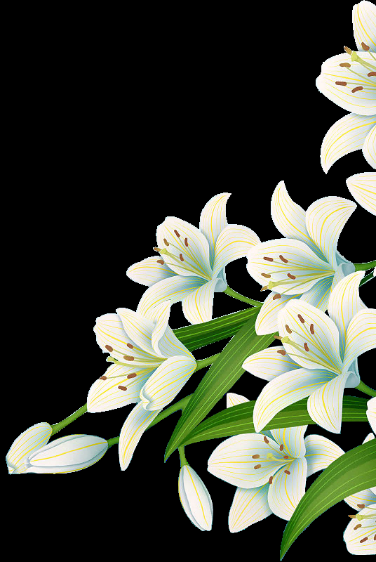 手绘淡雅玉兰花枝花朵装饰元素插图免抠素材31