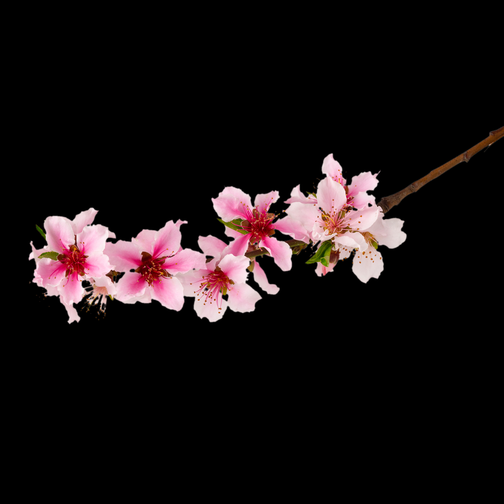 桃花素材图中国风海报设计桃树花枝透明背景69
