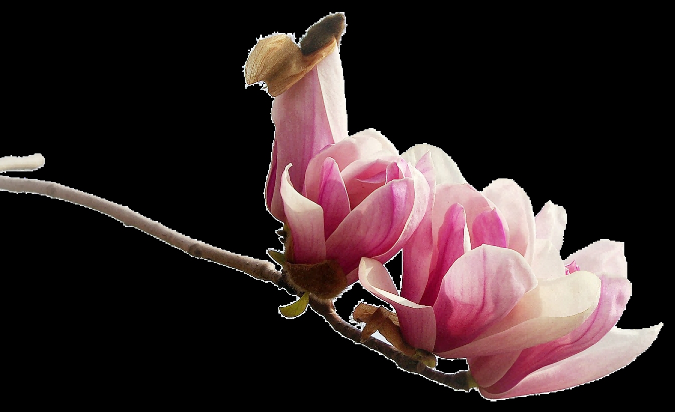 手绘淡雅玉兰花枝花朵装饰元素插图免抠素材9