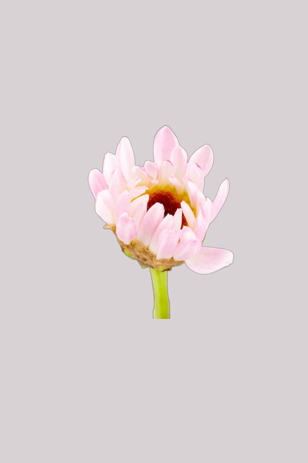 菊花雏菊装饰免抠元素素材6