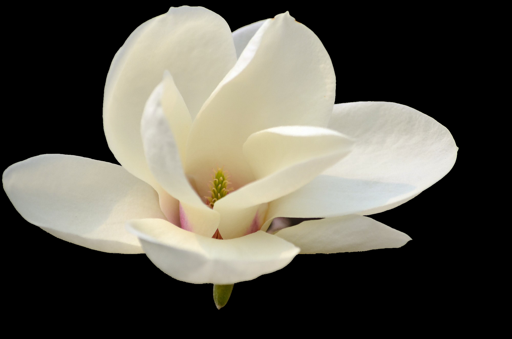 手绘淡雅玉兰花枝花朵装饰元素插图免抠素材20