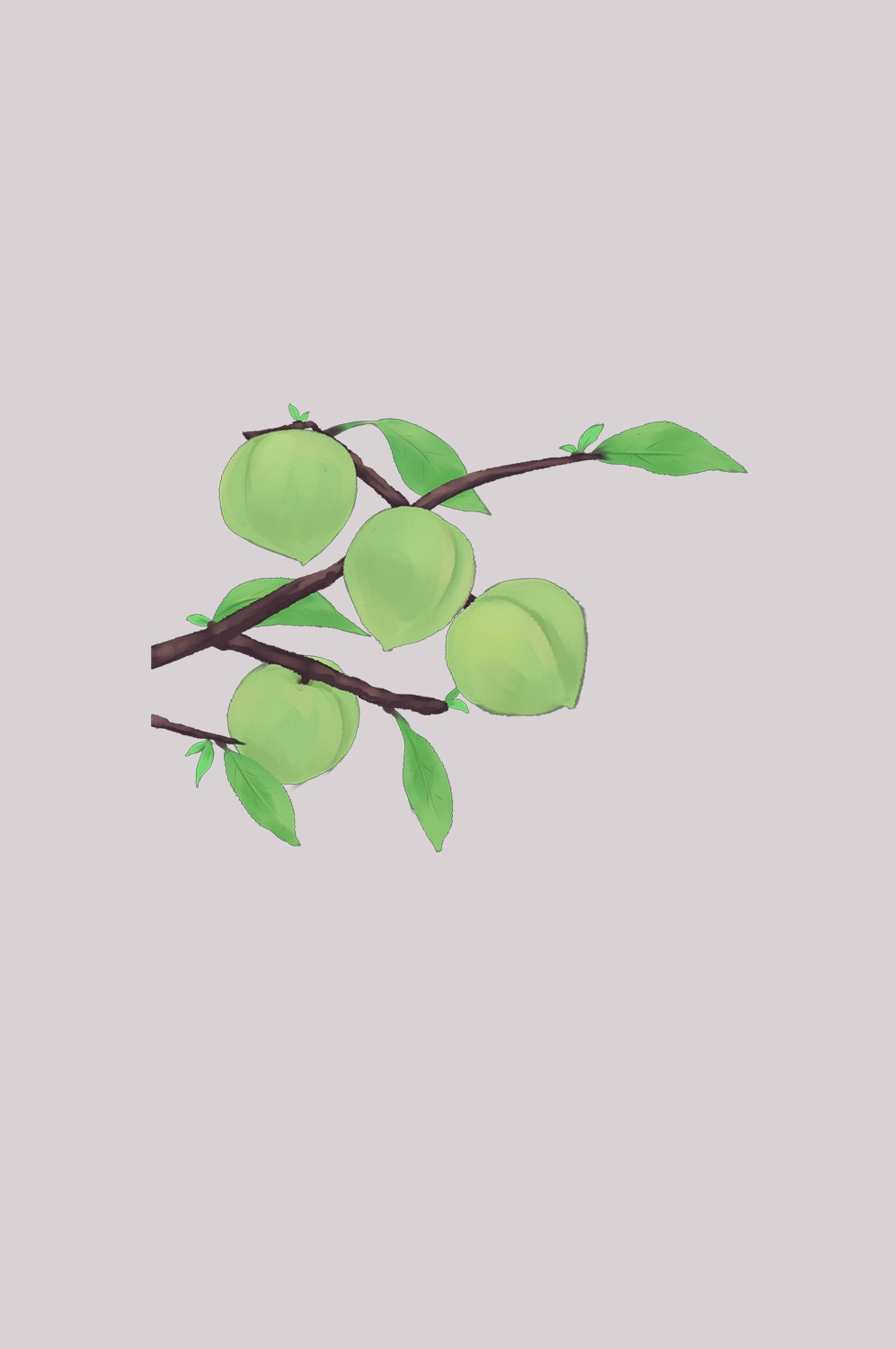 卡通手绘水果青梅图案素材图片装饰插画免抠86