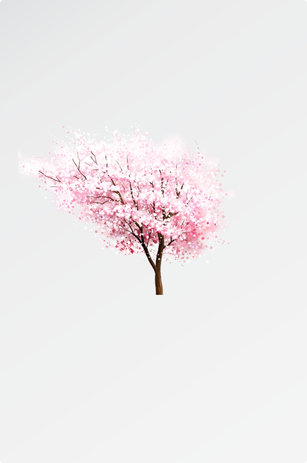 唯美樱花花树花枝樱花飘落图片装饰插图免抠5