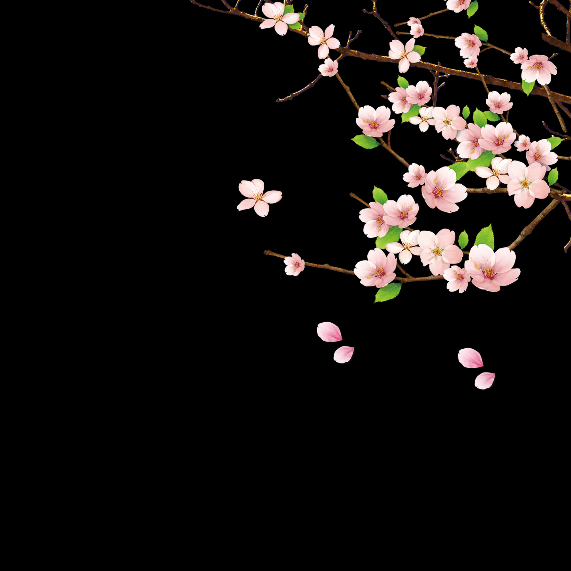 桃花素材图中国风海报设计桃树花枝透明背景59