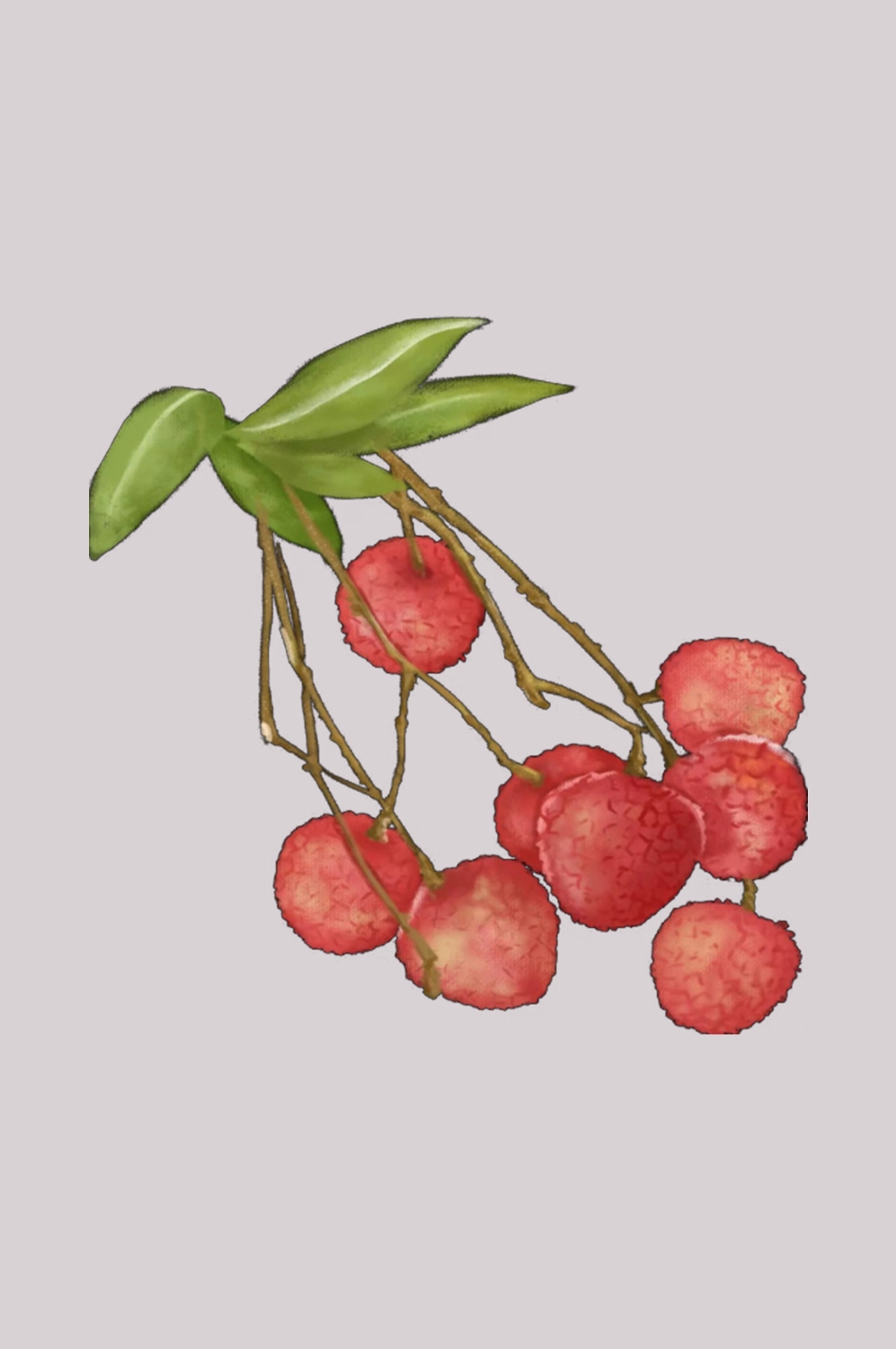 手绘荔枝图片素材装饰元素插画 png透明背景 (26)