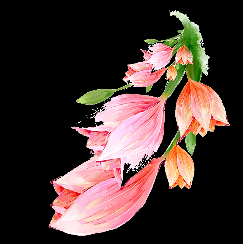 百合花免抠素材38