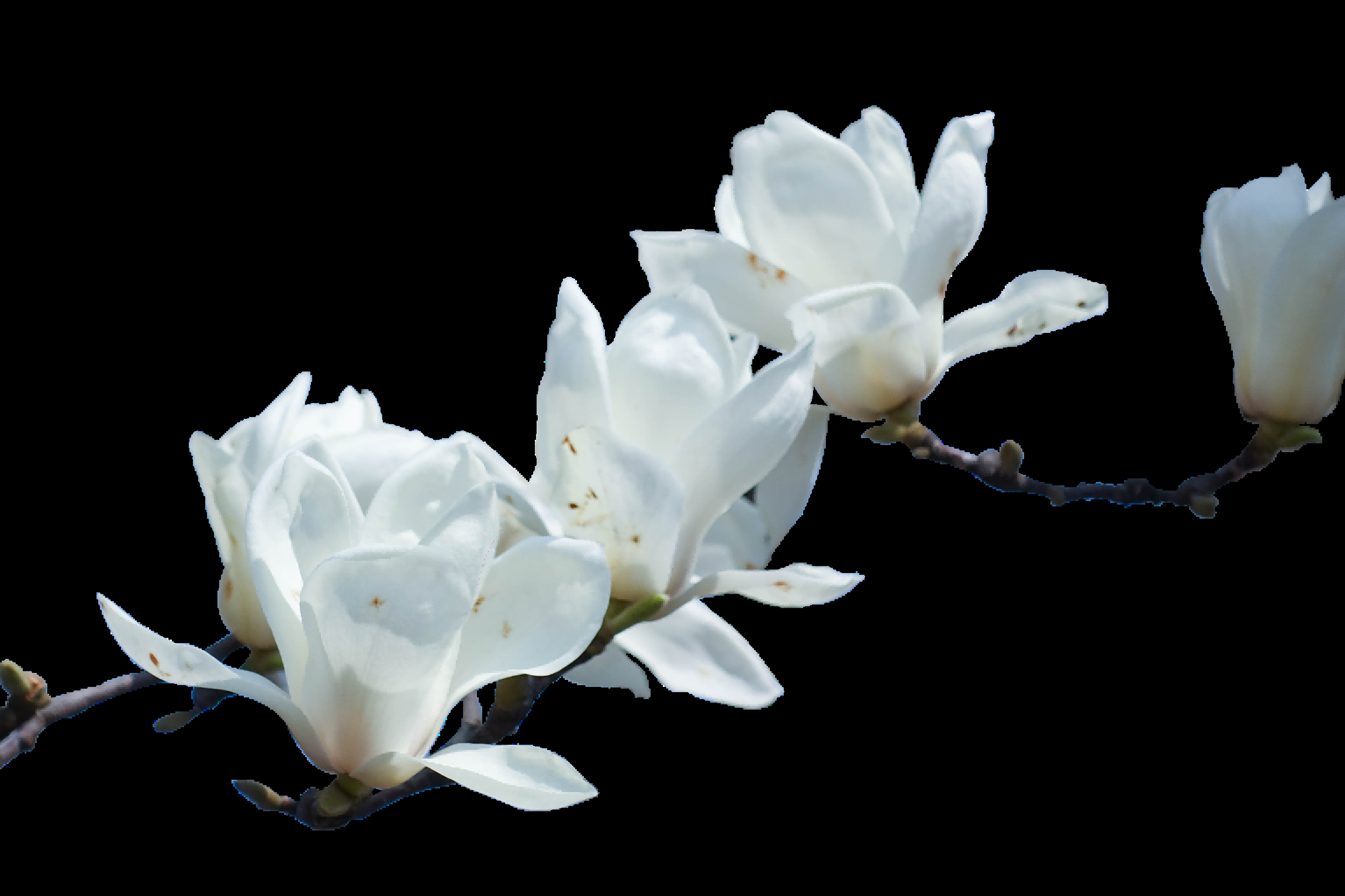 手绘淡雅玉兰花枝花朵装饰元素插图免抠素材16