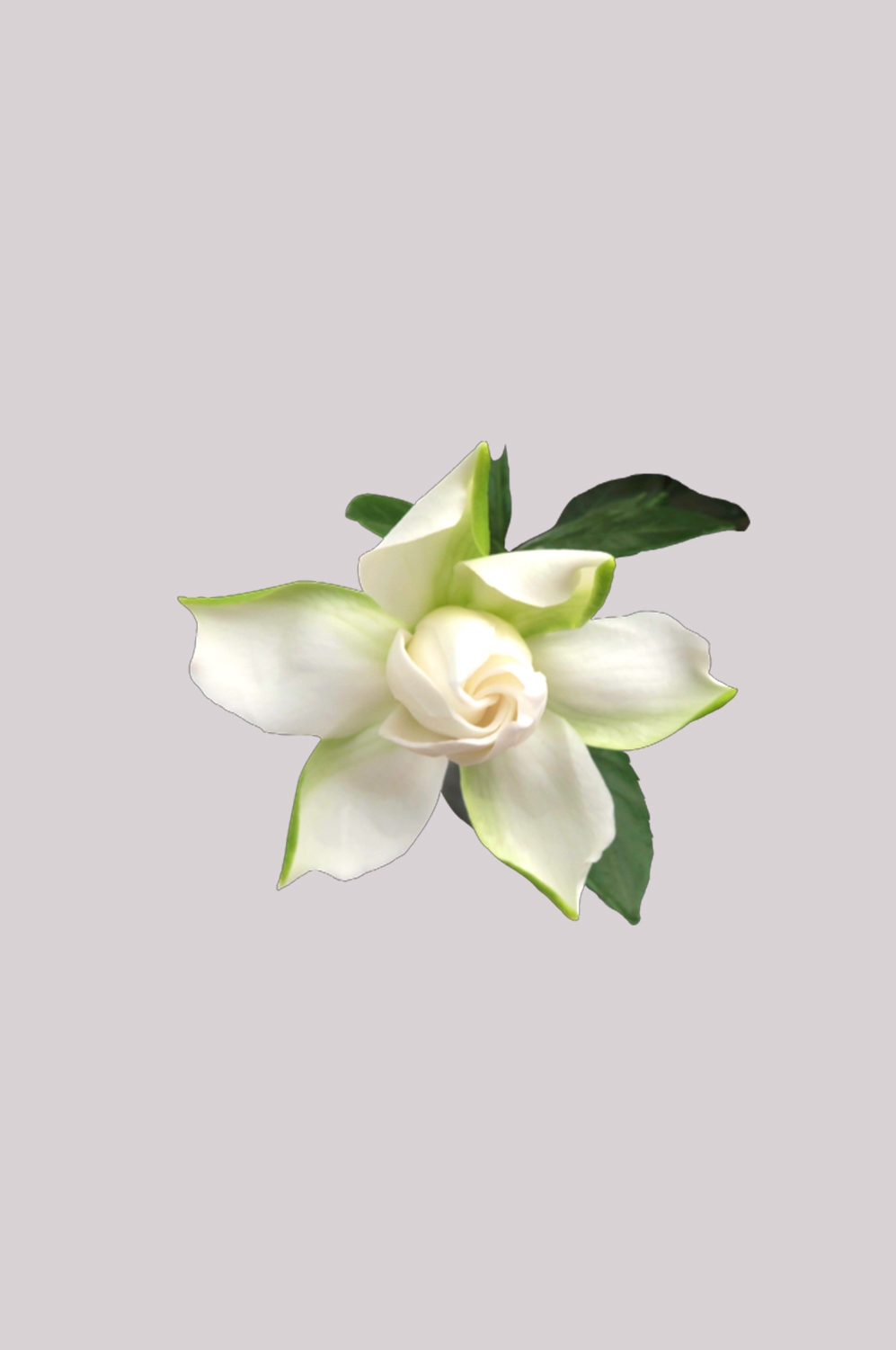 清新淡雅栀子花朵图片素材免抠元素9