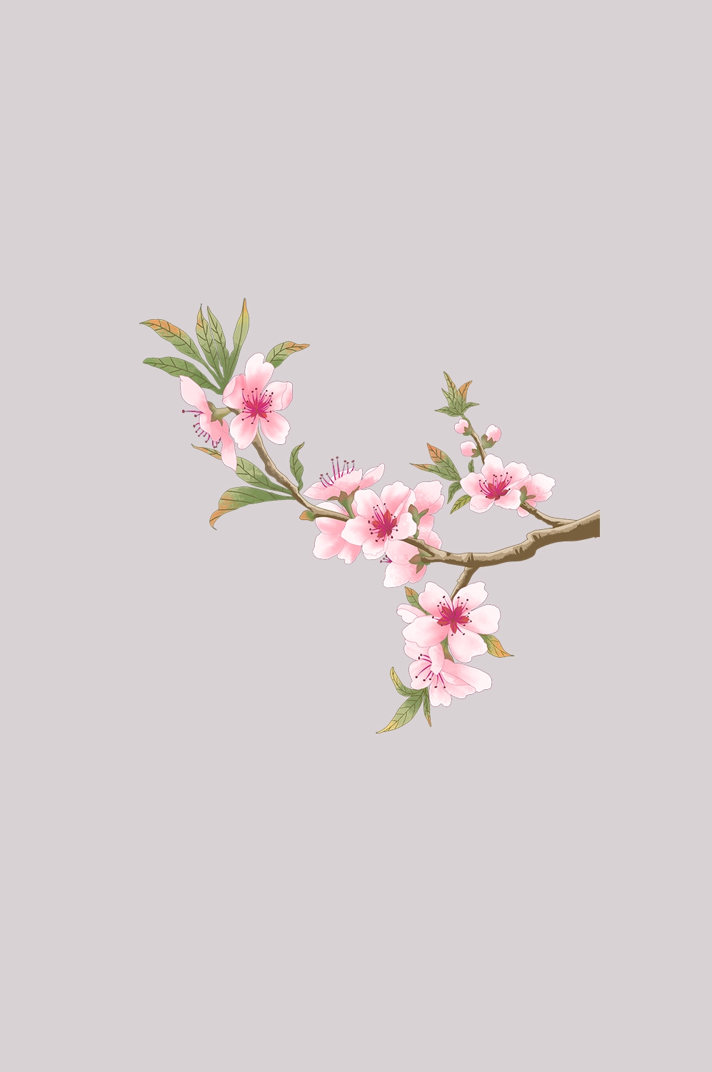 桃花素材图中国风海报设计桃树花枝透明背景67
