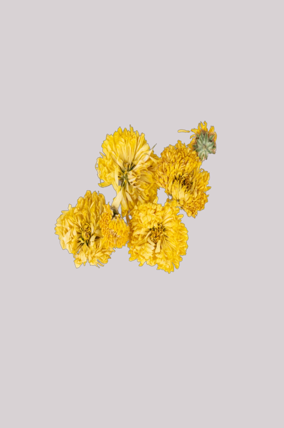 菊花雏菊装饰免抠元素素材15