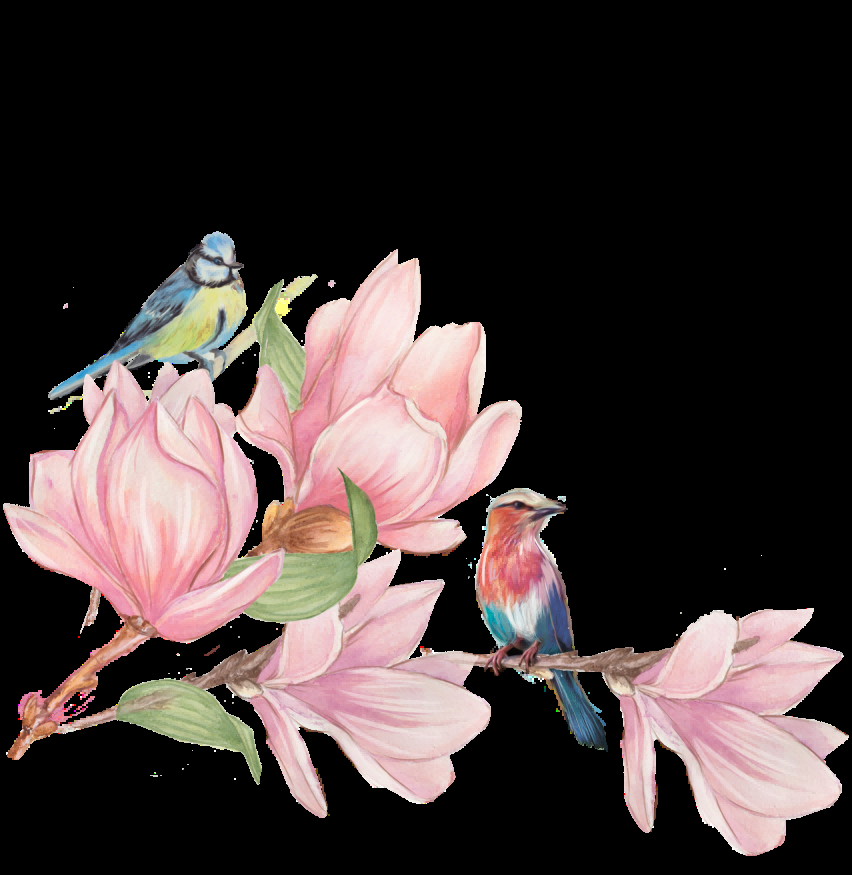手绘淡雅玉兰花枝花朵装饰元素插图免抠素材45