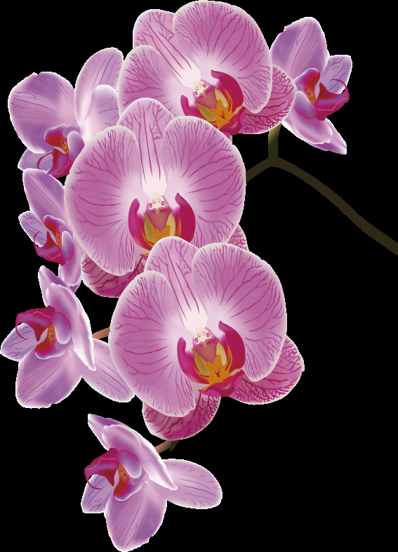 手绘淡雅玉兰花枝花朵装饰元素插图免抠素材10