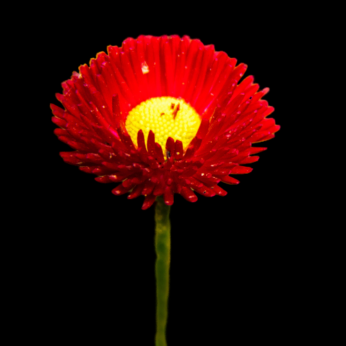 菊花雏菊装饰免抠元素素材8