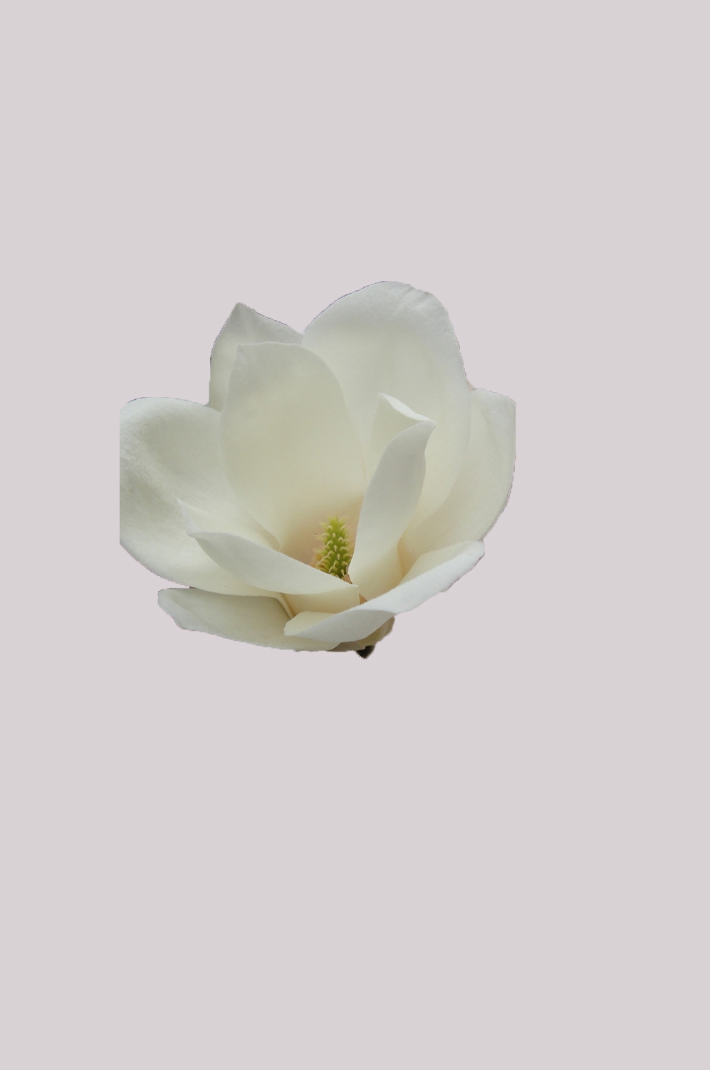 山茶花图片装饰图案插画素材49