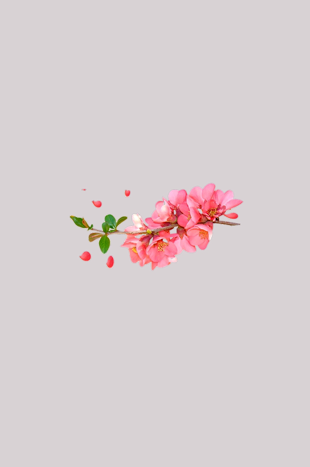 桃花素材图中国风海报设计桃树花枝透明背景16