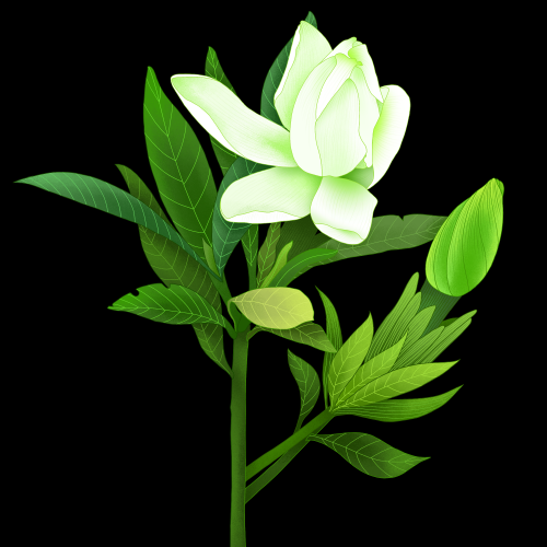 清新淡雅栀子花朵图片素材免抠元素38