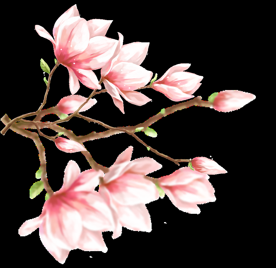 手绘淡雅玉兰花枝花朵装饰元素插图免抠素材14