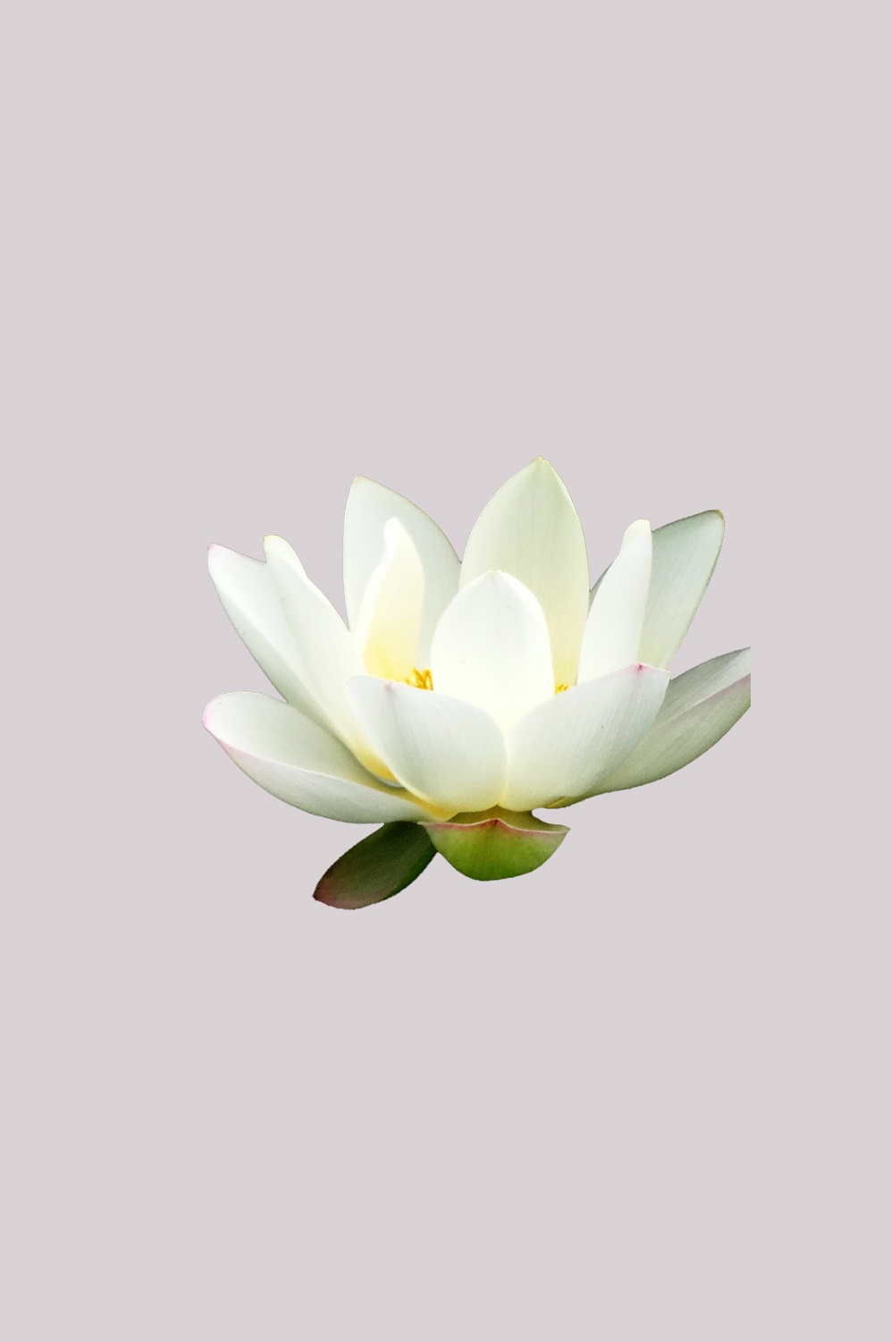 荷叶荷花素材插画装饰元素透明背景免抠素材3