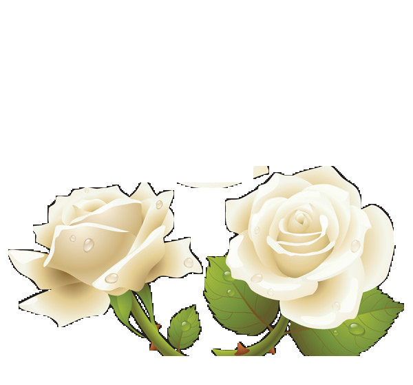 山茶花图片装饰图案插画素材8