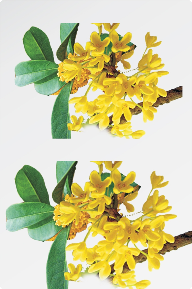 卡通手绘桂花花枝图案素材元素28