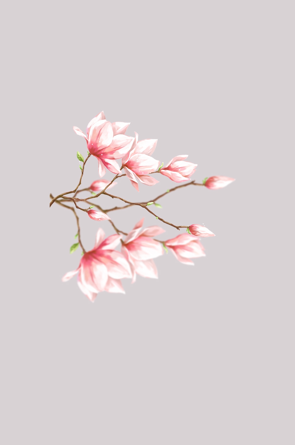 手绘淡雅玉兰花枝花朵装饰元素插图免抠素材14