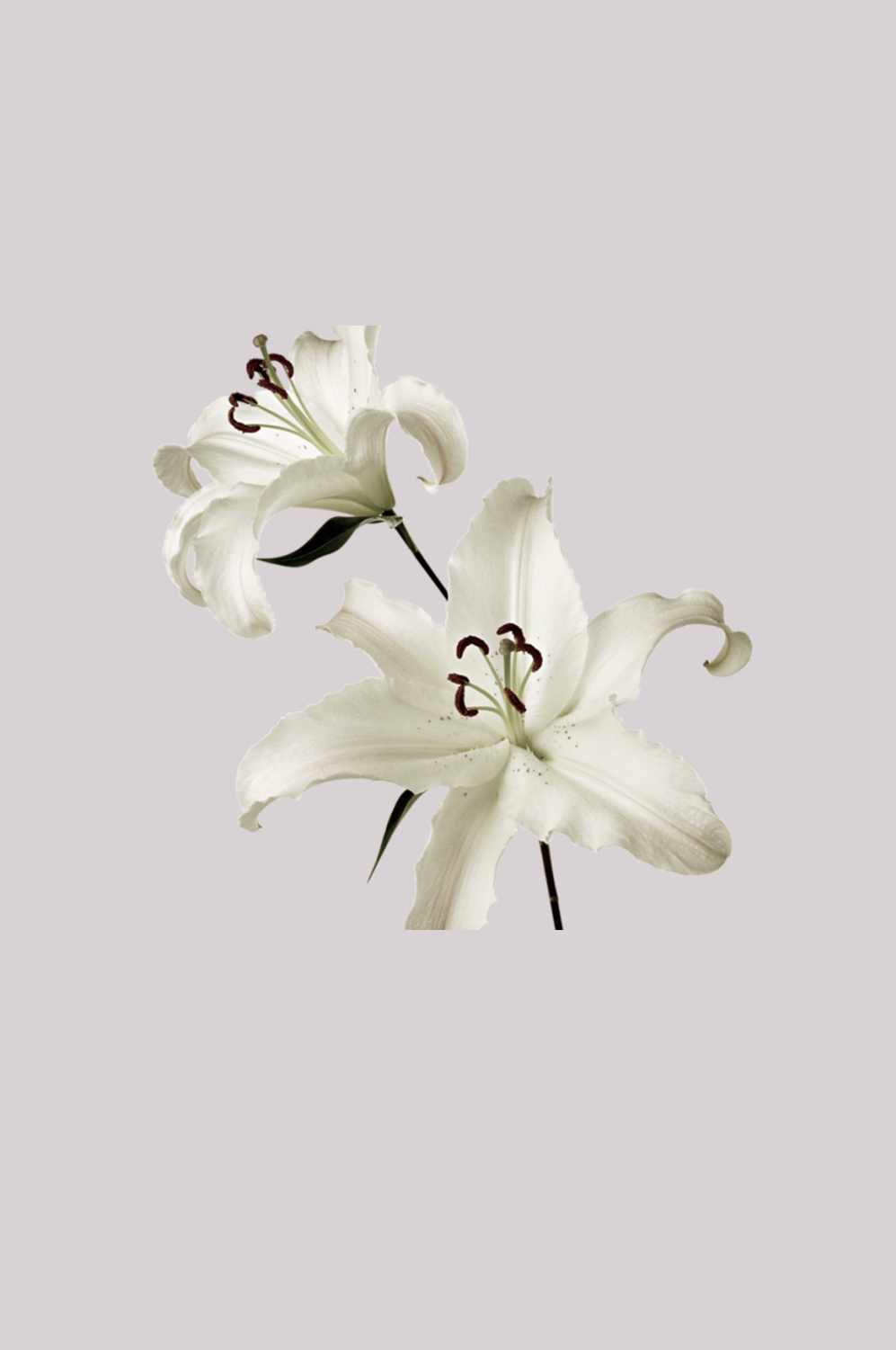 百合花免抠素材10