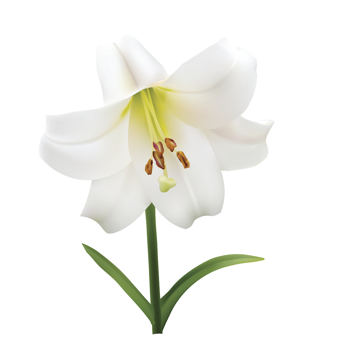 百合花免抠素材4