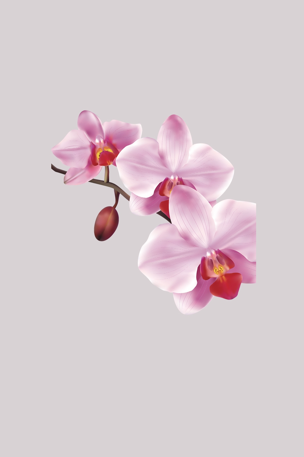 手绘淡雅玉兰花枝花朵装饰元素插图免抠素材21