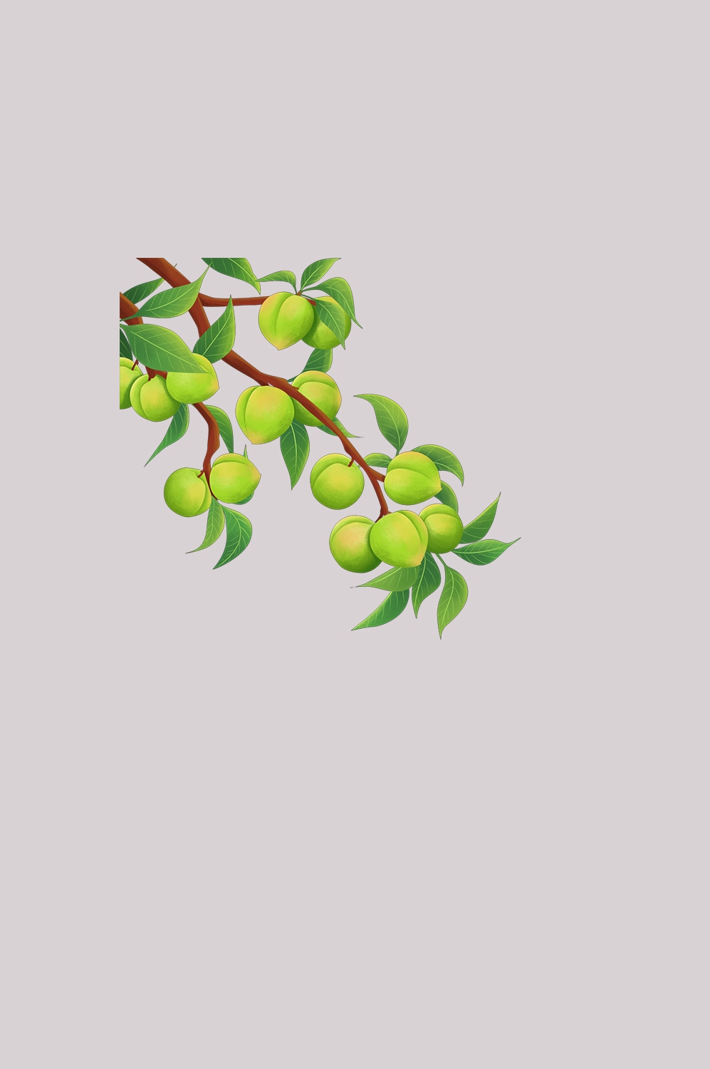 卡通手绘水果青梅图案素材图片装饰插画免抠52